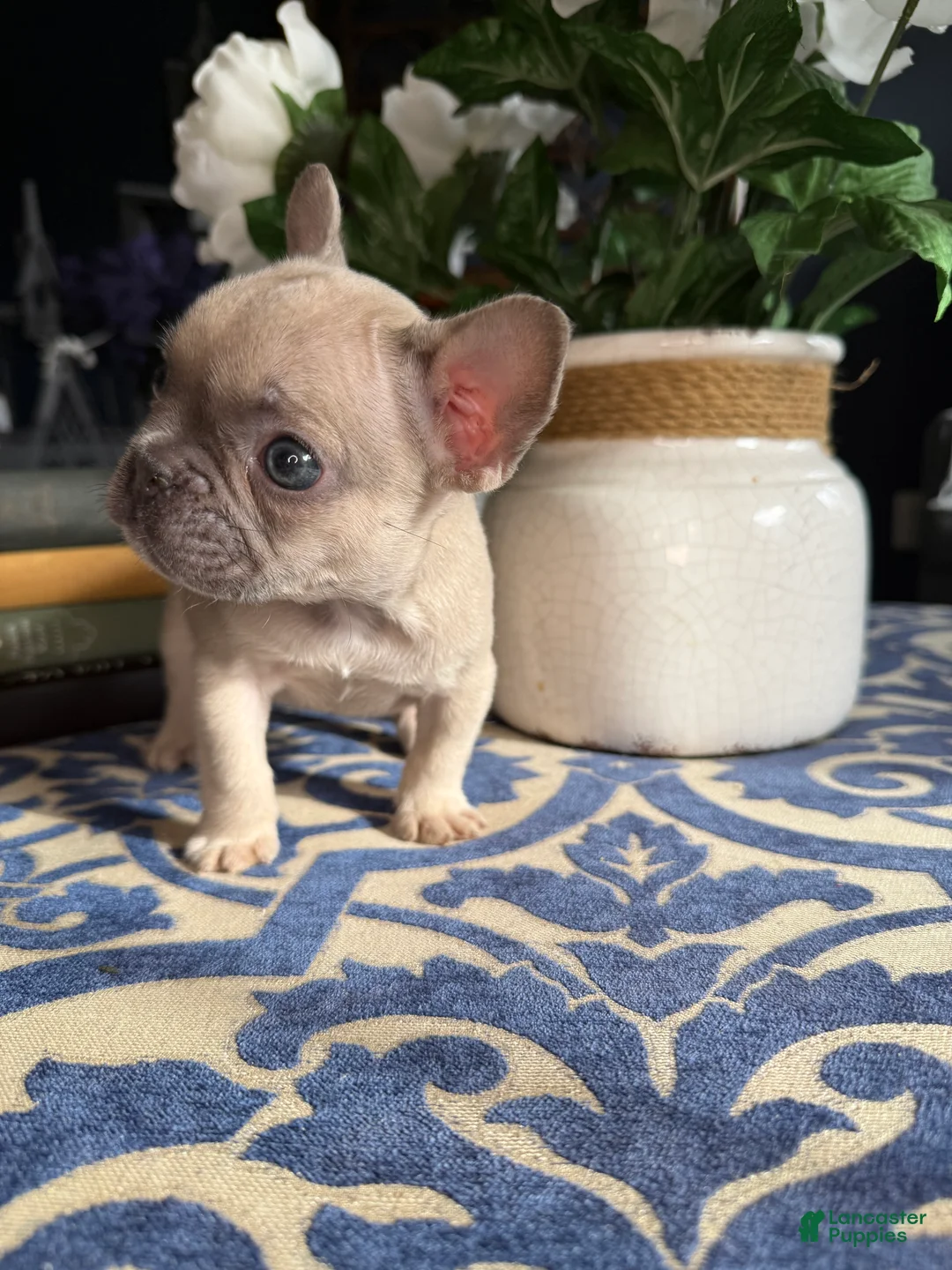 French Bulldog dogs for sale: French Bulldog Puppy 1 - Ad 1