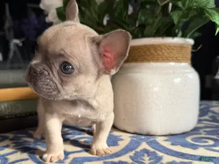 French Bulldog dogs French Bulldog Puppy 1 - Ad 26