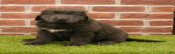 Newfoundland dogs for sale: Hannah - Ad 3