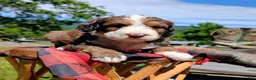 Bernedoodle dogs for sale: MOOSE - Ad 6