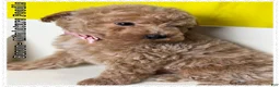 Miniature Poodle dogs for sale: Baron - Ad 8