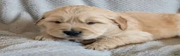 Golden Retriever dogs for sale: Quest - Ad 2