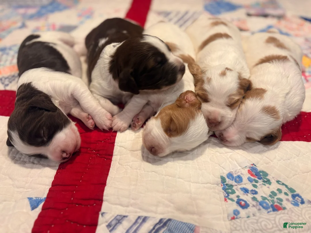 Brittany Spaniel dogs for sale: Brittany Spaniel 4 - Ad 2