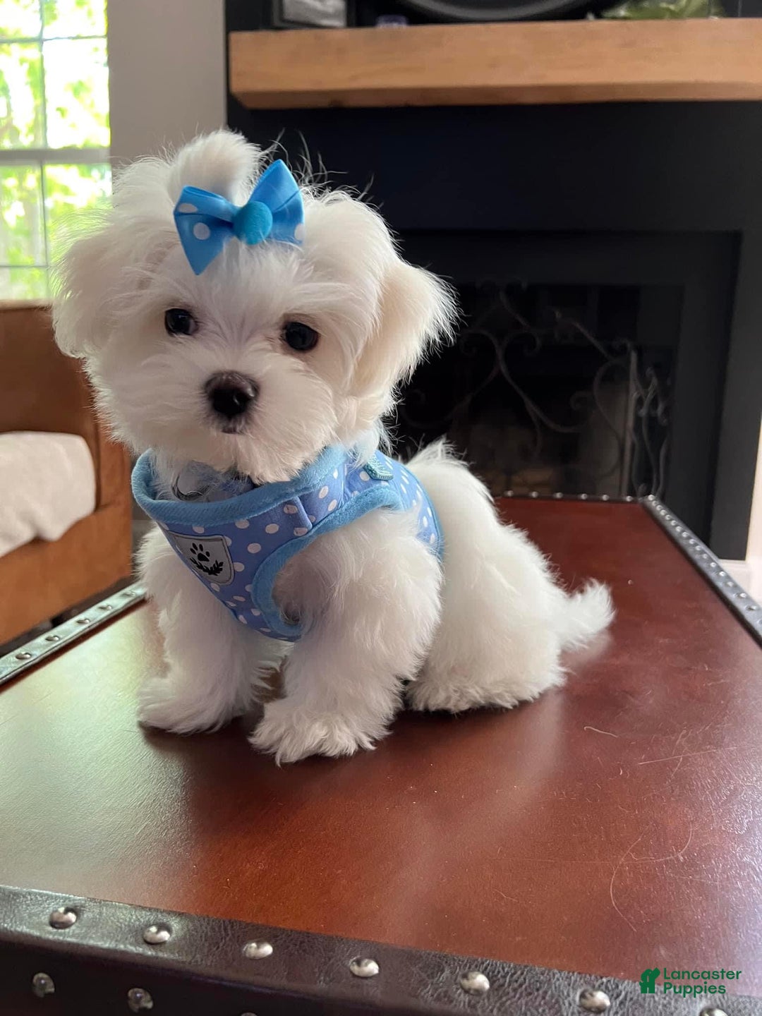 Gallery Image {{count}}