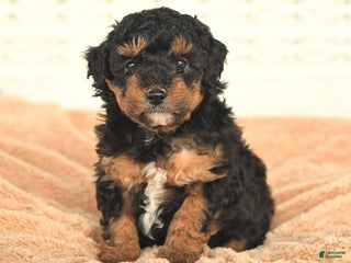 Miniature Poodle dogs Natalie - Ad 26