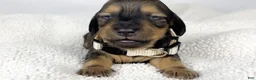 Miniature Dachshund dogs for sale: Whip cream - Ad 2