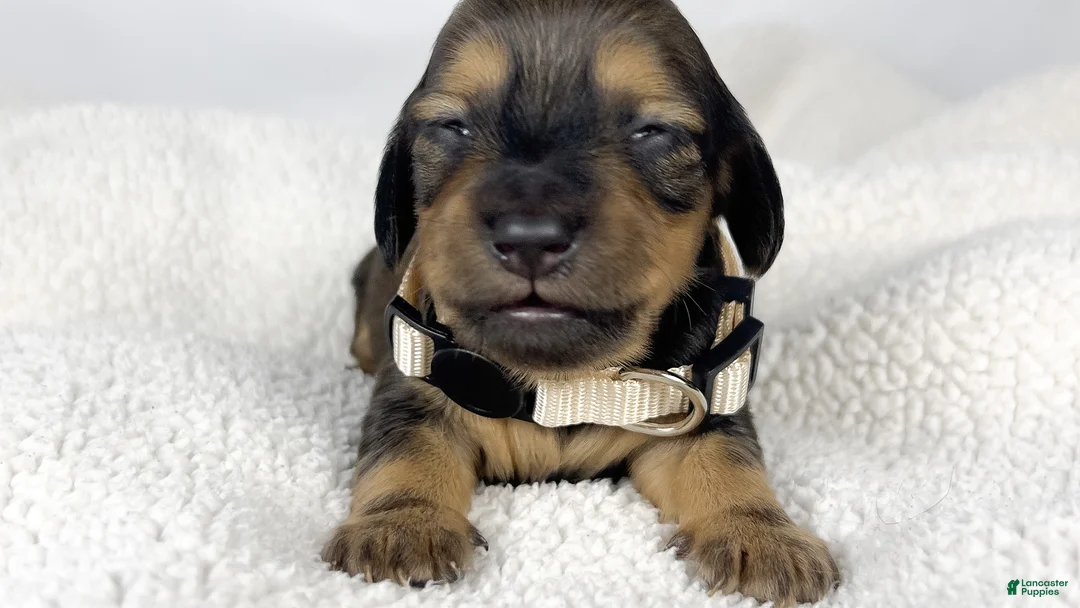 Miniature Dachshund dogs for sale: Whip cream - Ad 2