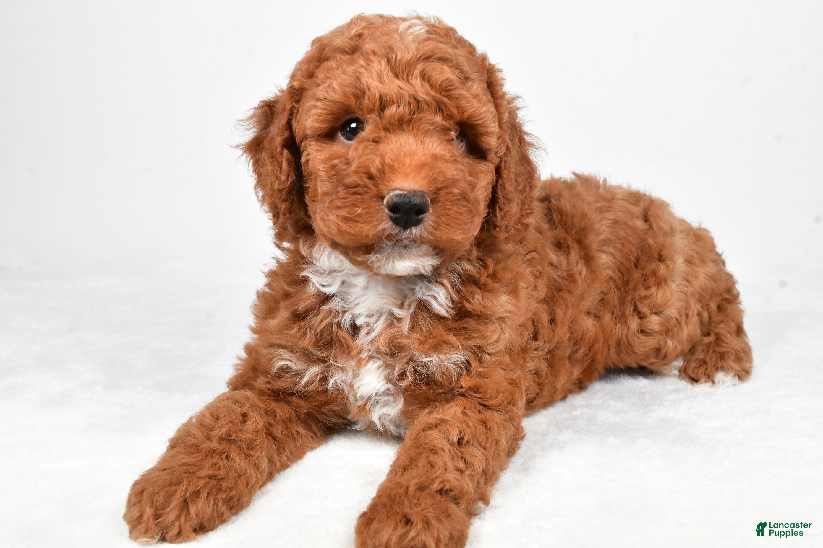 Miniature Poodle dogs Ranger - Ad 2