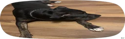 Mixed Breed dogs for sale: Mixed Breed 1 - Ad 2