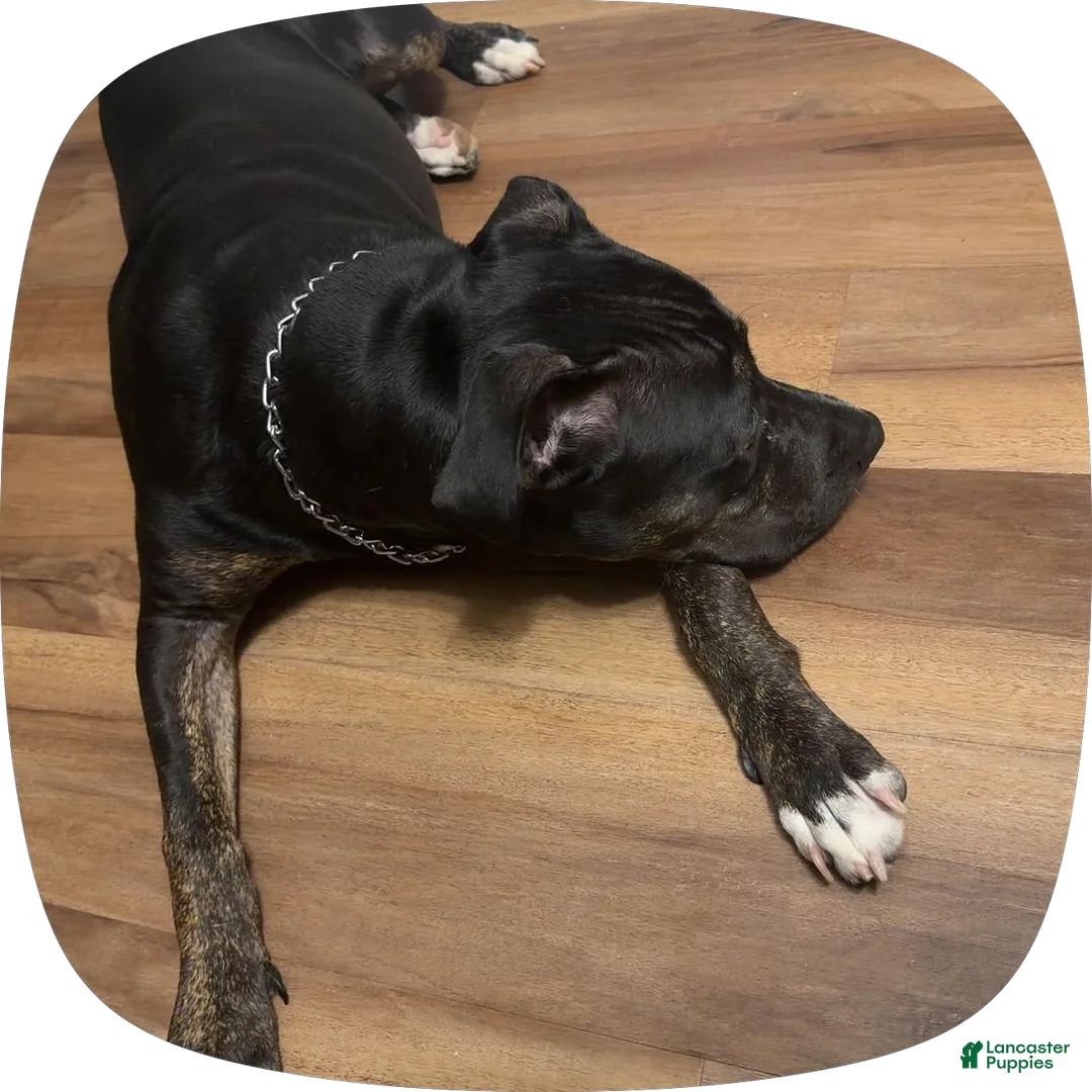 Mixed Breed dogs for sale: Mixed Breed 1 - Ad 2