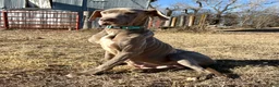 Great Dane dogs for sale: Great Dane - Teal - Ad 7