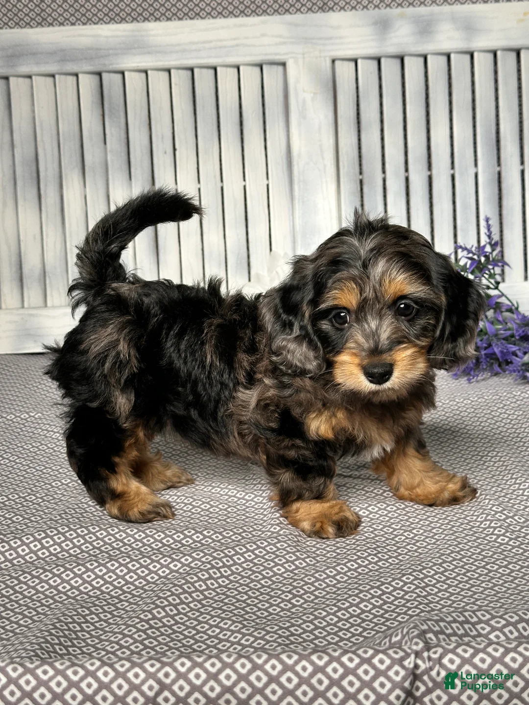 Mixed Breed dogs for sale: Ashley - Ad 5