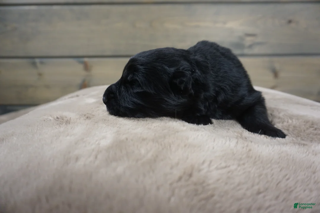 German Shepherd dogs for sale: Cove - Ad 3