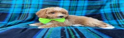 Cavapoo dogs for sale: Astor - Ad 6