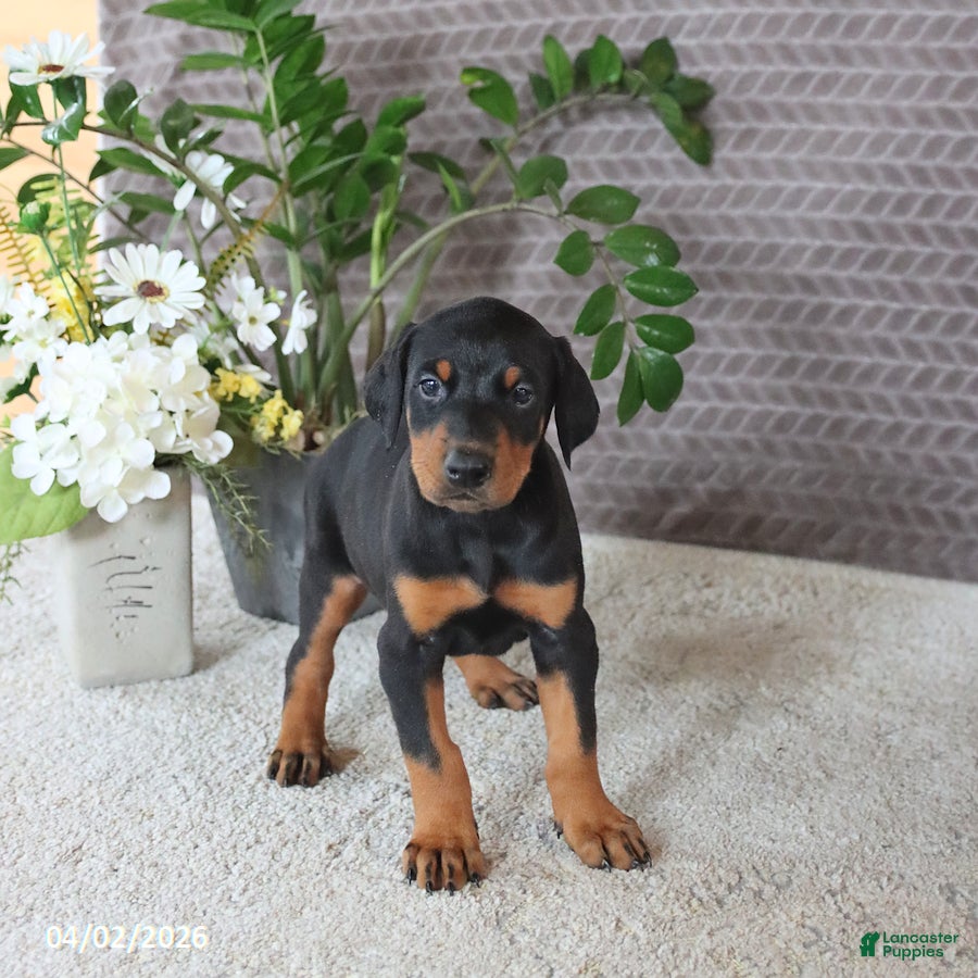 Doberman Pinscher dogs Maverick - Ad 2