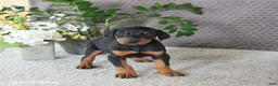 Doberman Pinscher dogs for sale: Maverick - Ad 2
