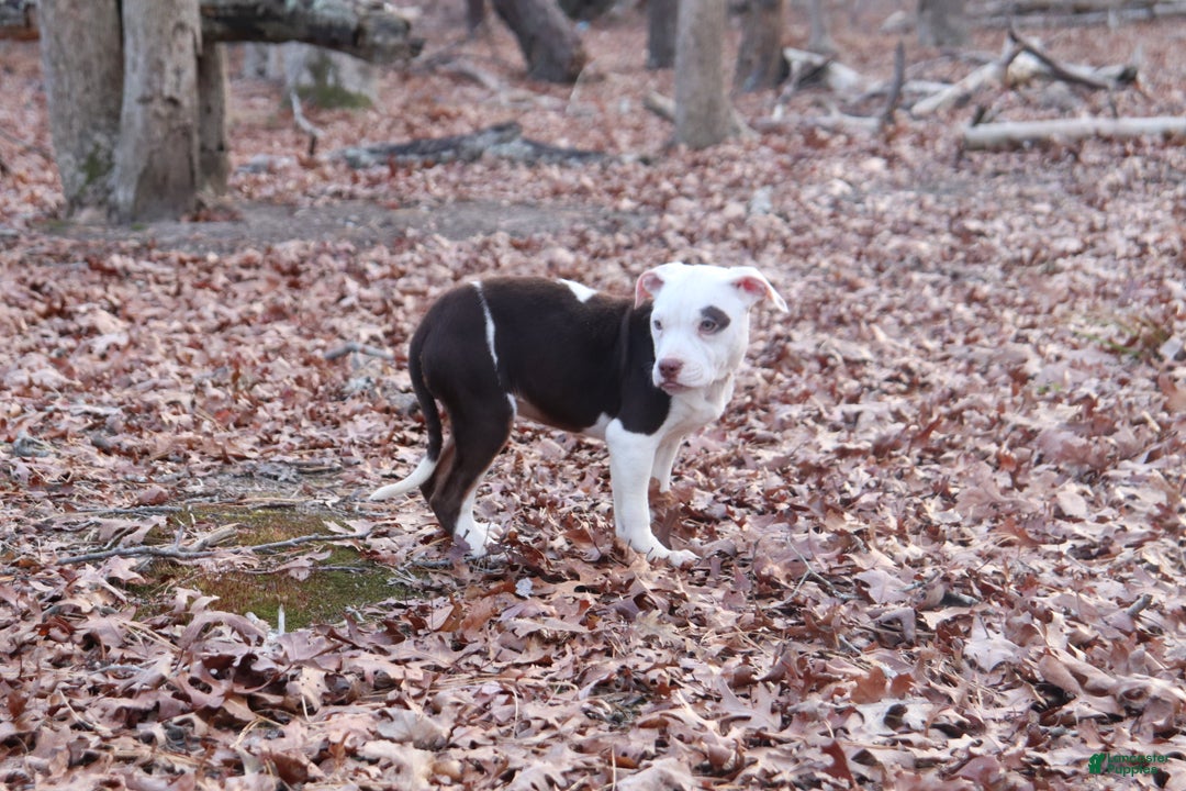 American Bully dogs for sale: Rebel - Ad 5