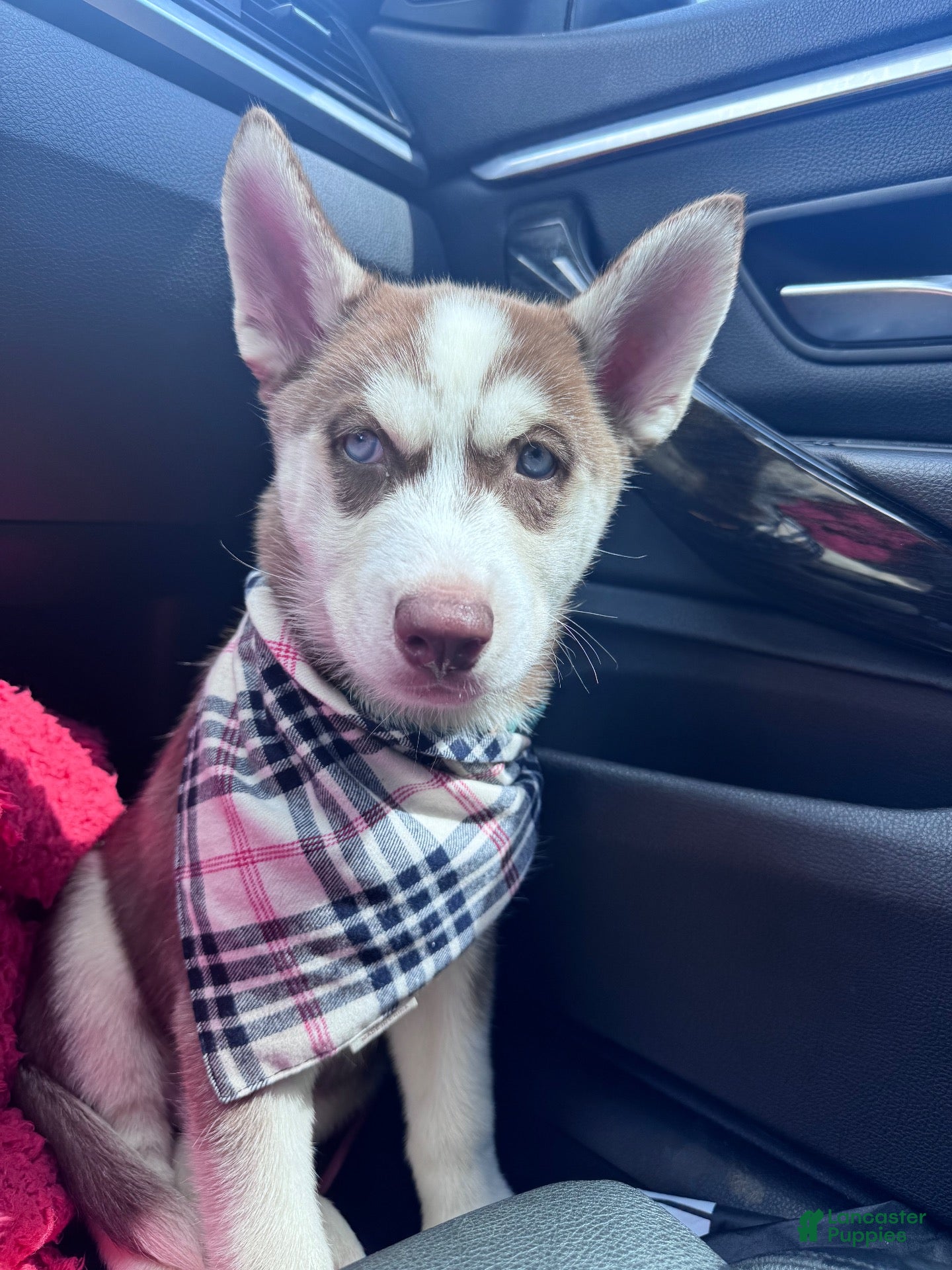 Siberian Husky dogs Siberian Husky  - Ad 17