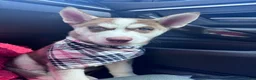 Siberian Husky dogs for sale: Siberian Husky  - Ad 1