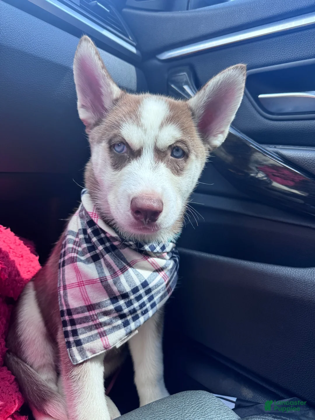 Siberian Husky dogs for sale: Siberian Husky  - Ad 1