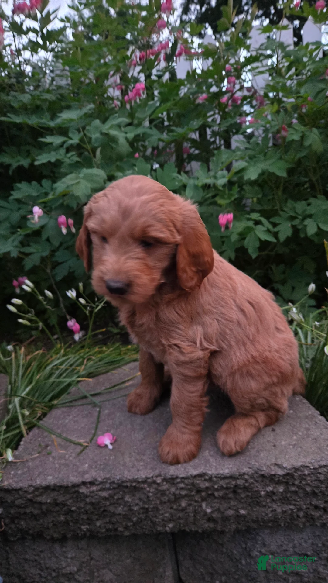 Mini Goldendoodle dogs for sale: Dr Pepper  - Ad 2