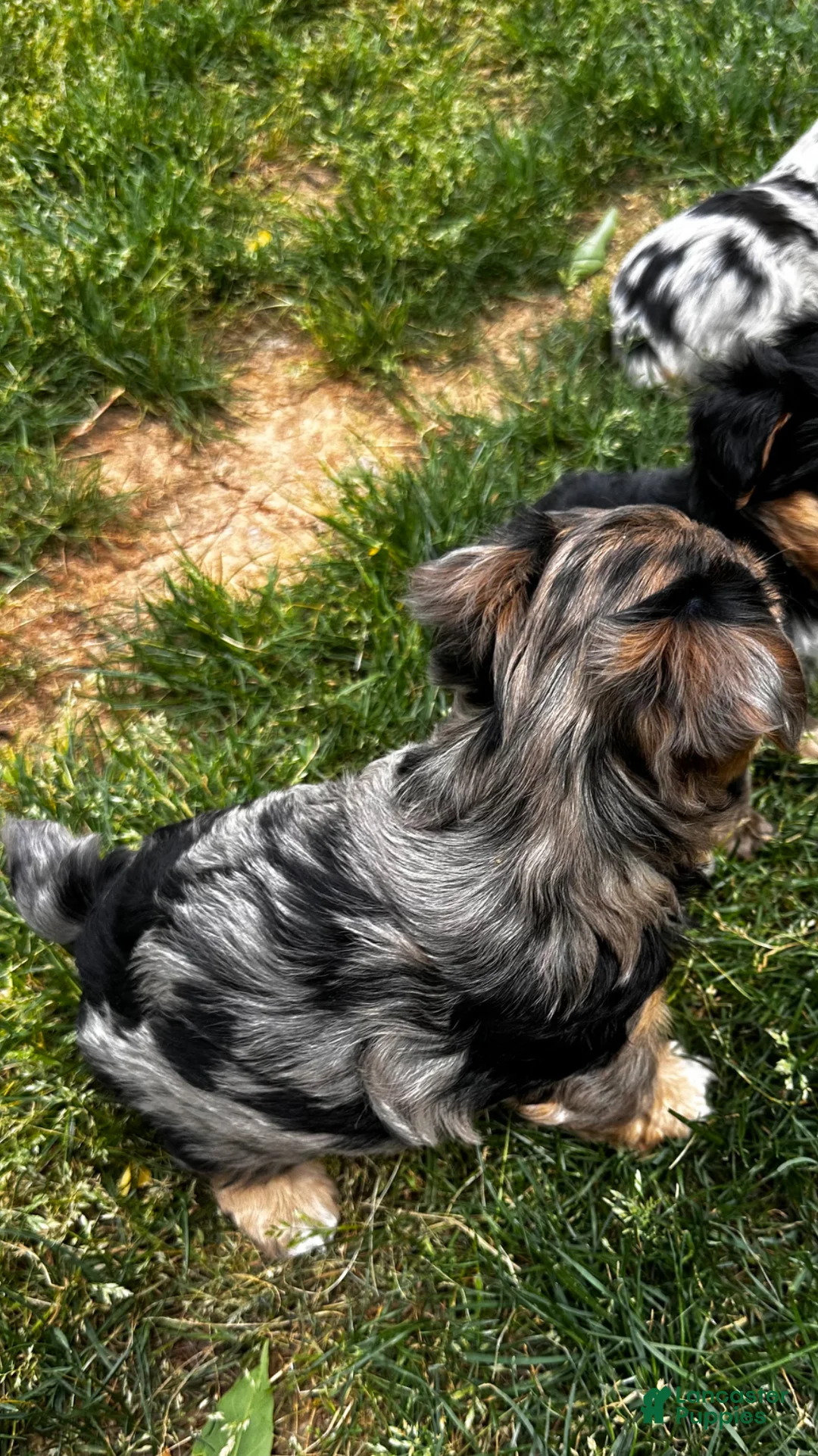 Yorkshire Terrier dogs for sale: Yorkshire Terrier Puppy 1 - Ad 3