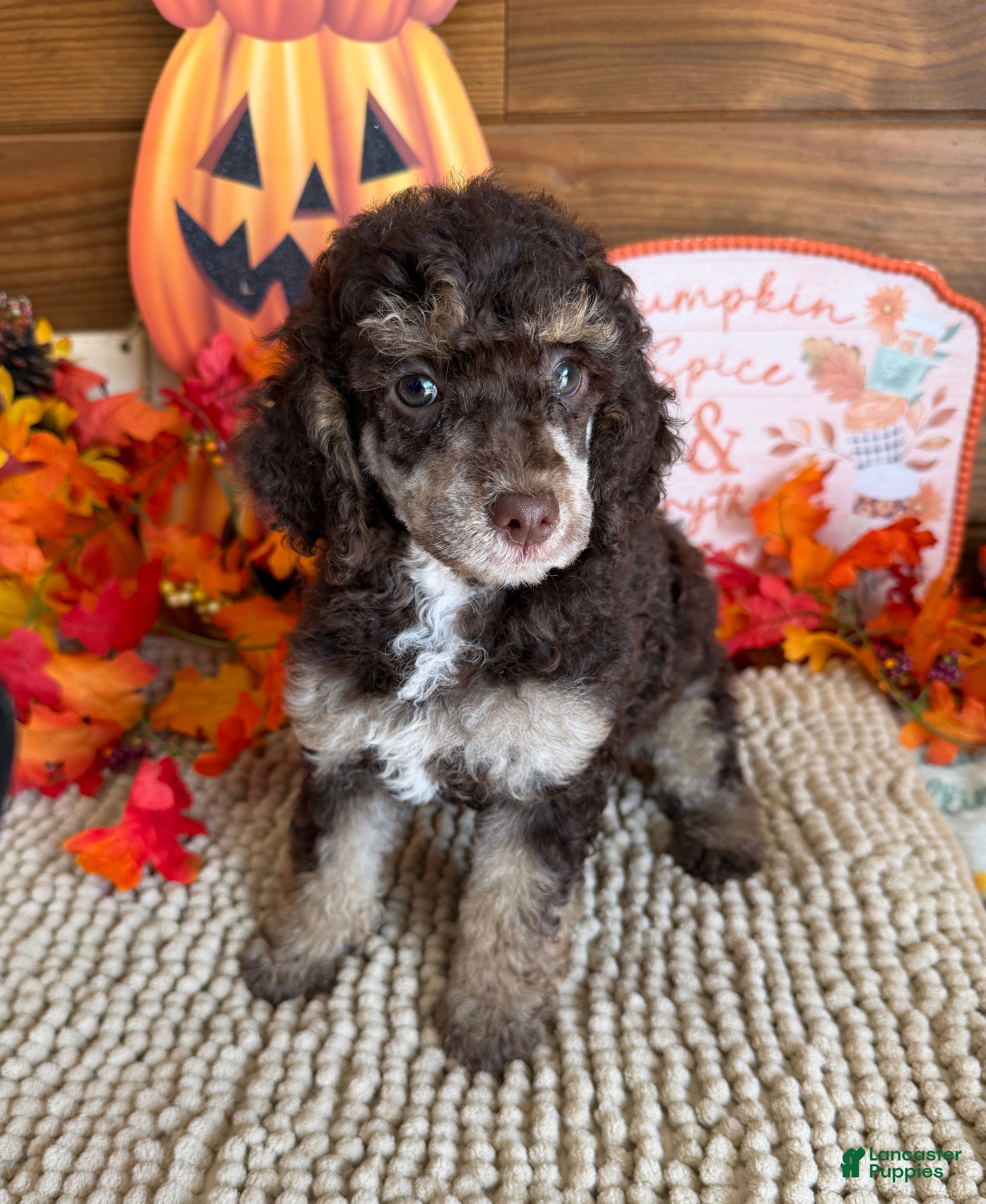 Miniature Poodle dogs Lainey - Ad 13
