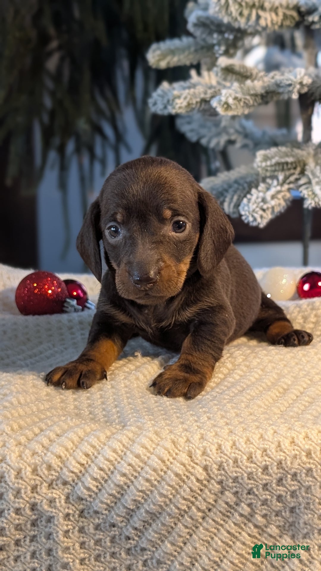 Miniature Dachshund dogs for sale: Izzy - Ad 2