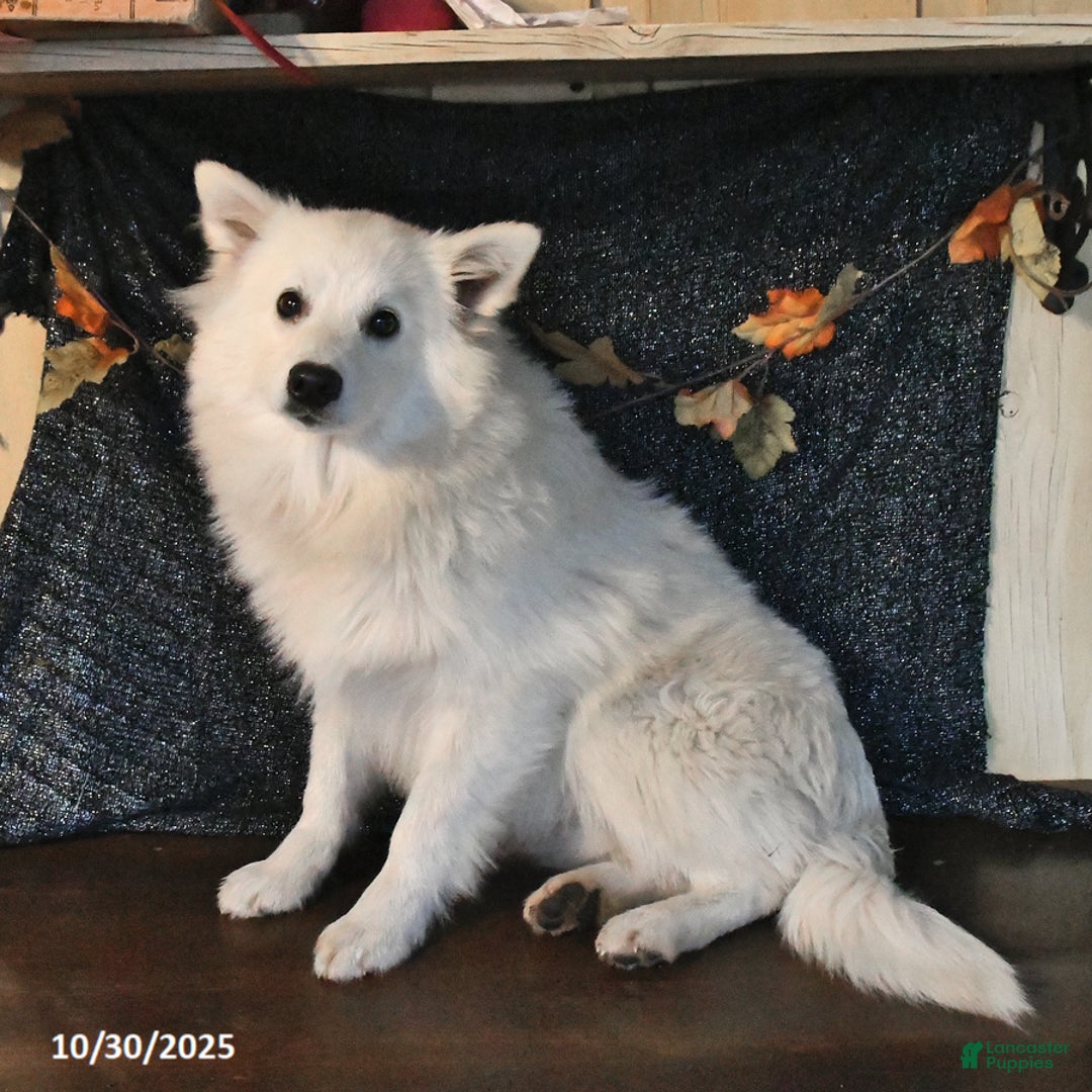 American Eskimo dogs for sale: Prince     - Ad 1