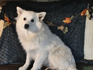 American Eskimo dogs Prince - Ad 12