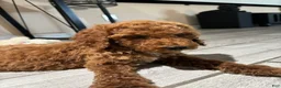 Standard Poodle dogs for sale: Duke - Ad 6