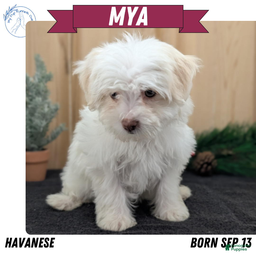 Havanese dogs Mya - Ad 5