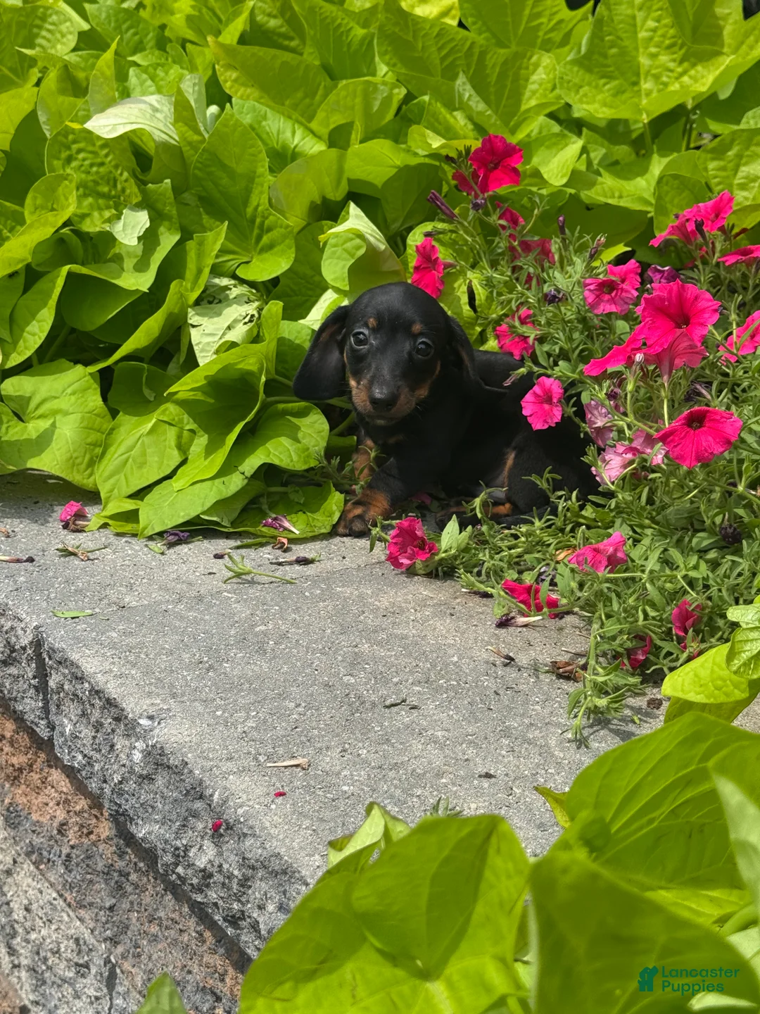 Miniature Dachshund dogs for sale: Dexter - Ad 4