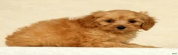 Cockapoo dogs for sale: Diesel - Ad 4