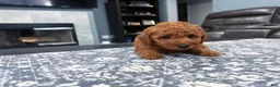 Mini Goldendoodle dogs for sale: Mini Goldendoodle 3 - Ad 10