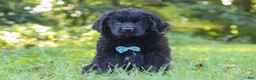 Newfoundland dogs for sale: Harvey - Ad 6