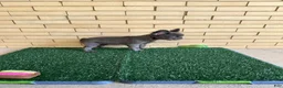 French Bulldog dogs for sale: Molly - Ad 4