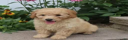 Mini Goldendoodle dogs for sale: Fluffy - Ad 4
