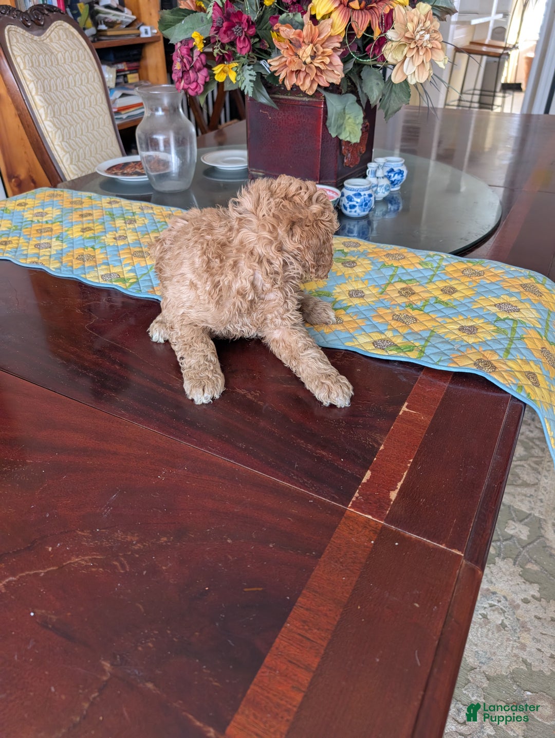 Goldendoodle dogs for sale: Steve - Ad 1