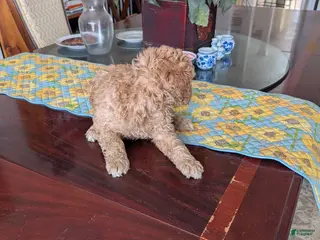 Goldendoodle dogs Steve - Ad 13