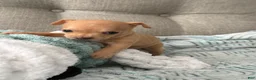 Chihuahua dogs for sale: Nala - Ad 4