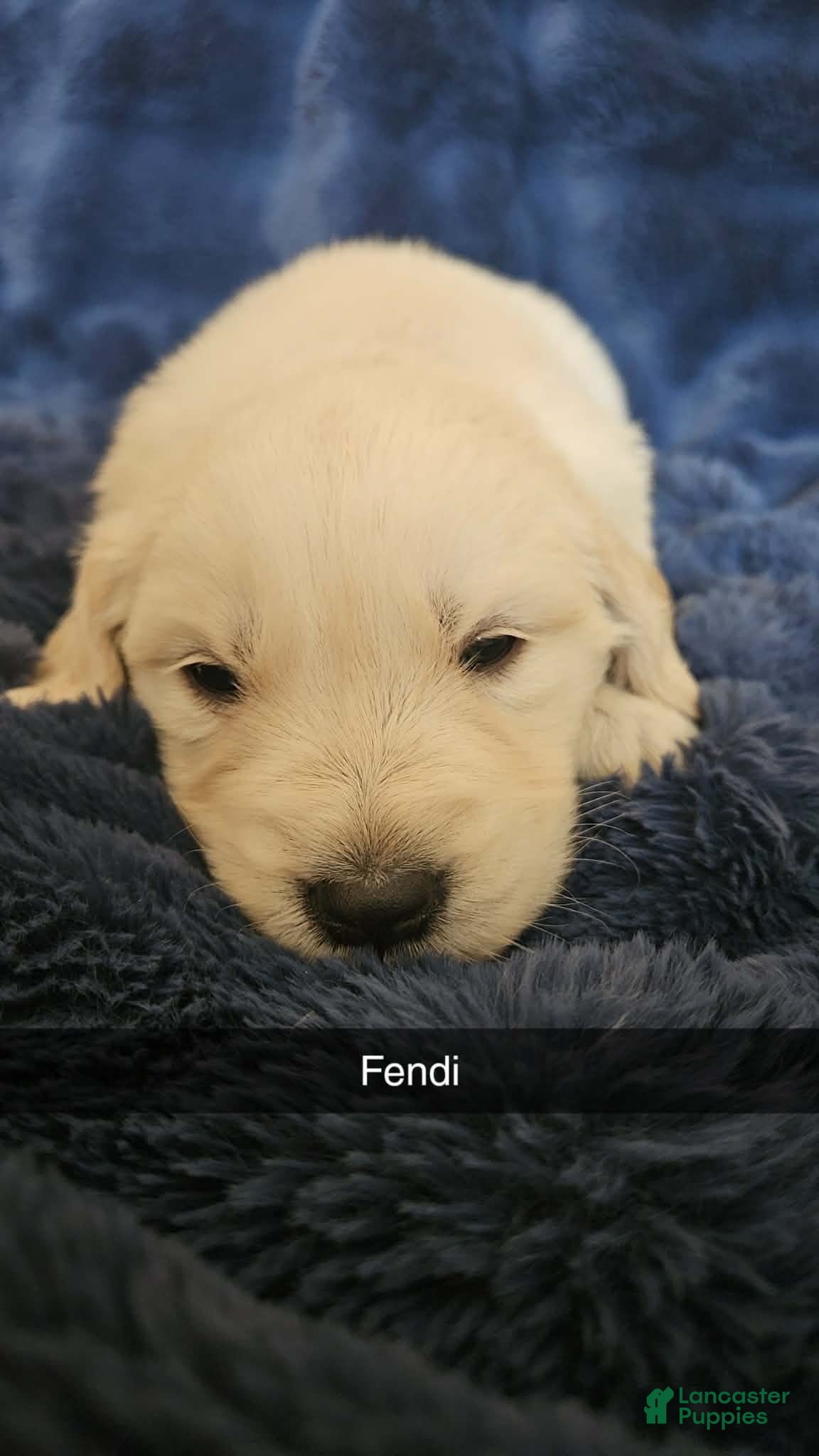 Golden Retriever dogs Golden Retriever Puppy 2 - Ad 25