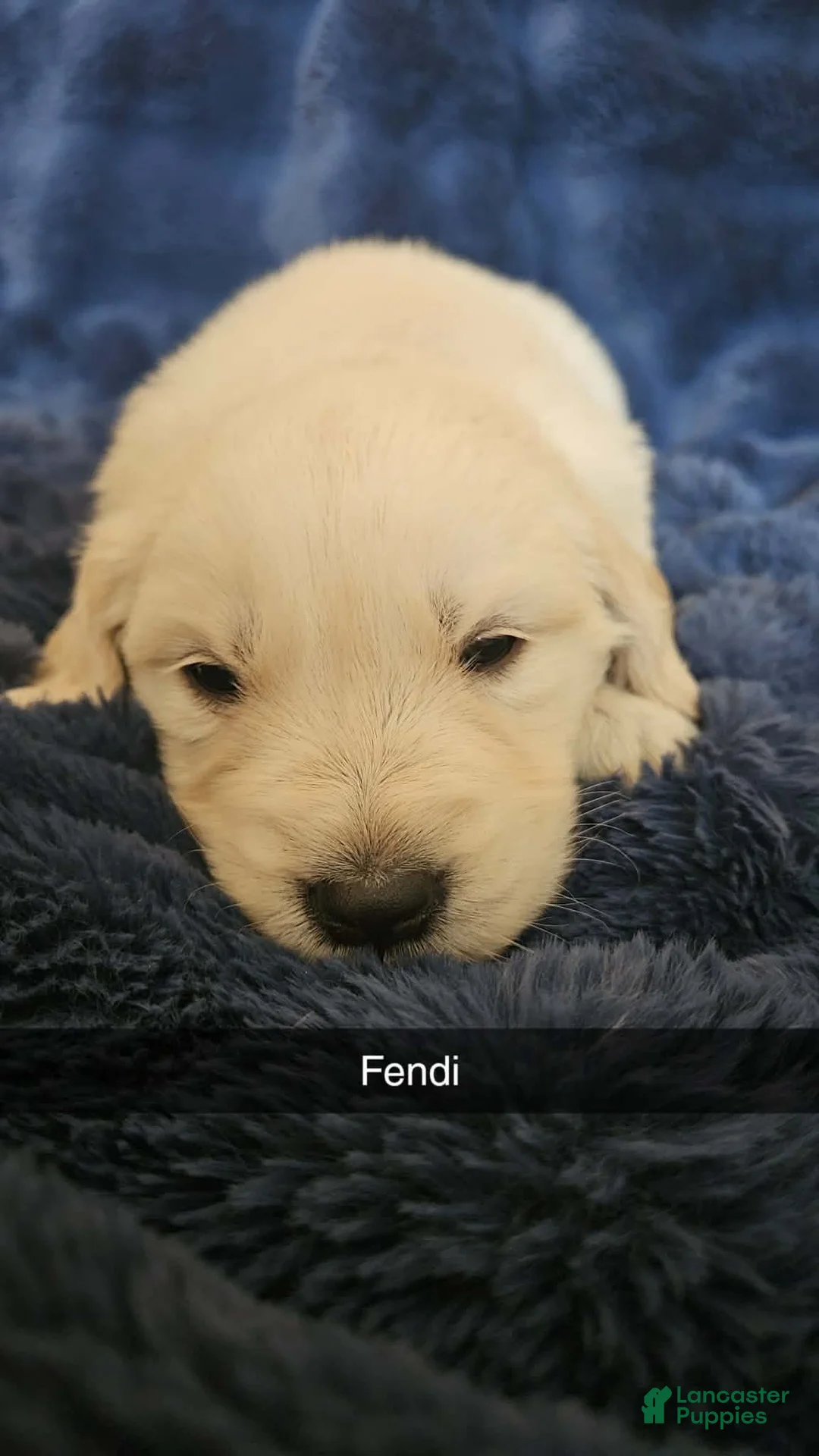 Golden Retriever dogs for sale: Golden Retriever Puppy 2 - Ad 1