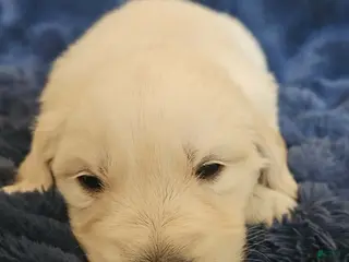 Golden Retriever dogs Golden Retriever Puppy 2 - Ad 25