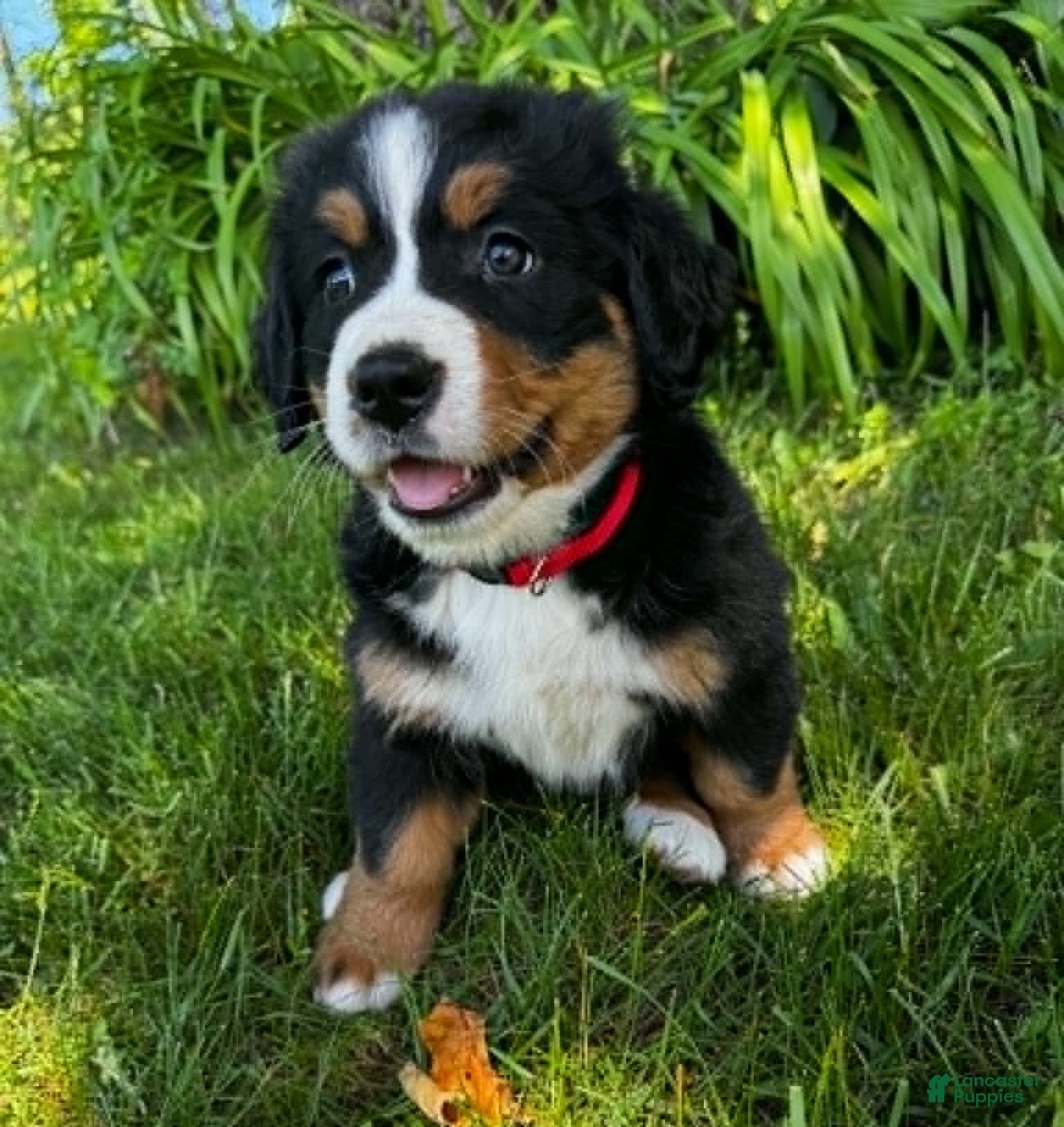 Bernese Mountain Dog dogs Annie - Ad 2