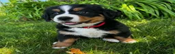 Bernese Mountain Dog dogs for sale: Annie - Ad 2