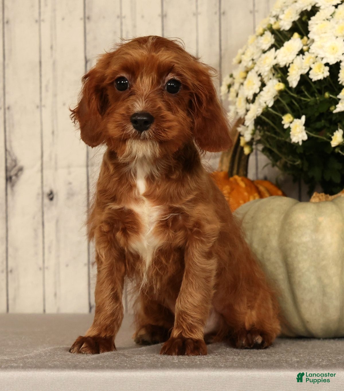 Cavapoo dogs Isaac - Ad 2