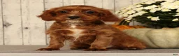 Cavapoo dogs for sale: Isaac - Ad 2