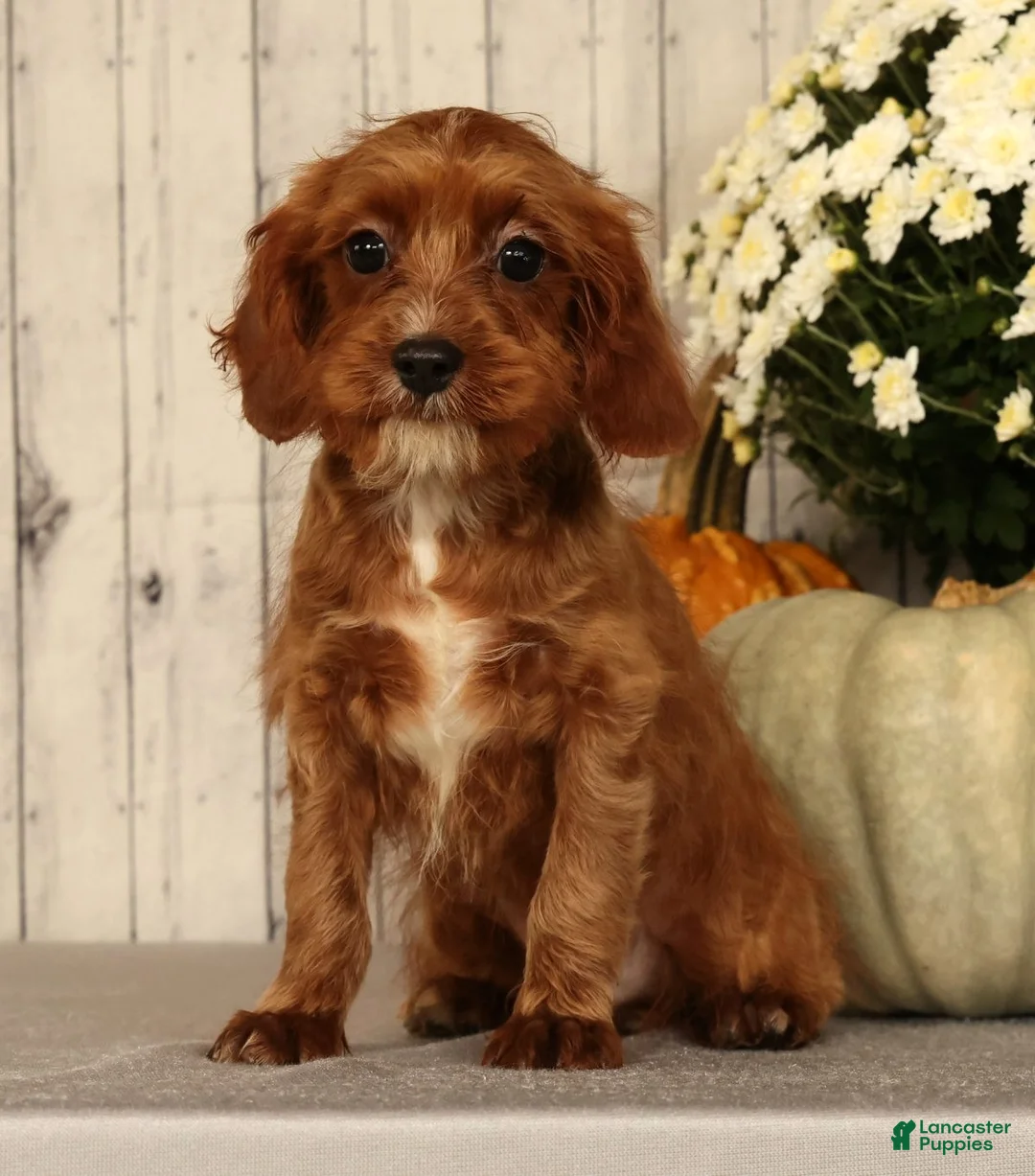 Cavapoo dogs for sale: Isaac - Ad 2