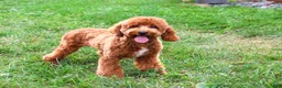 Cavapoo dogs for sale: Matilda - Ad 3